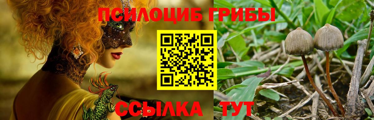 Псилоцибиновые грибы Psilocybe  где продают наркотики  Вход с VPN  Аргун  Галлюциногенные грибы прущие грибы 